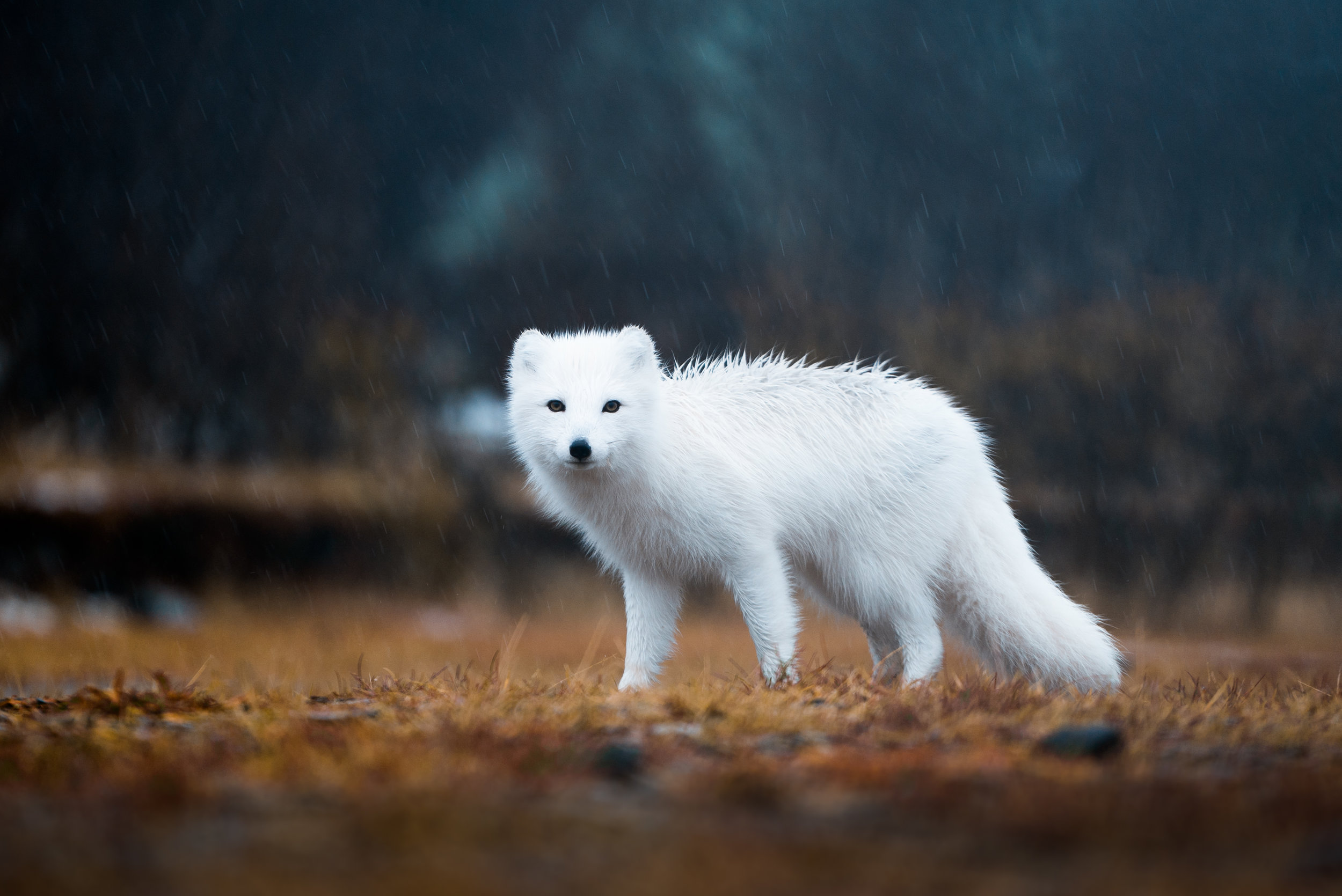 Песец шерсть. Песец (Arctic Fox). Песец Полярная лиса. Песец альбинос. Животные тундры песец.