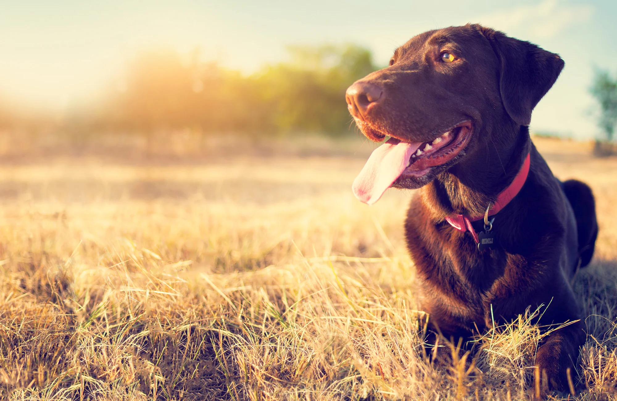 PetCarousel_HomePage_Slider_noLogo.jpg