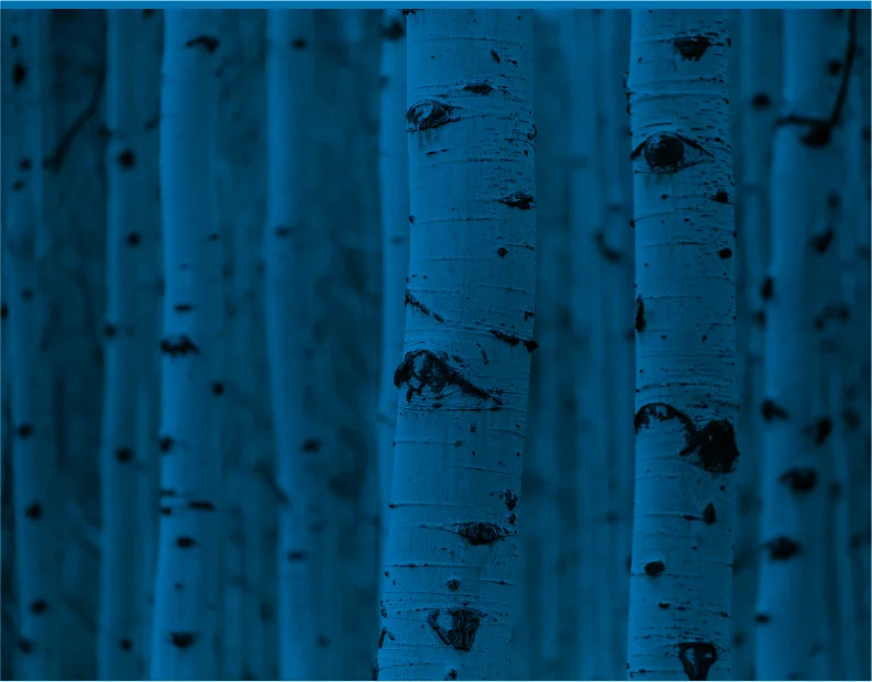 birch-photo-blue.jpg