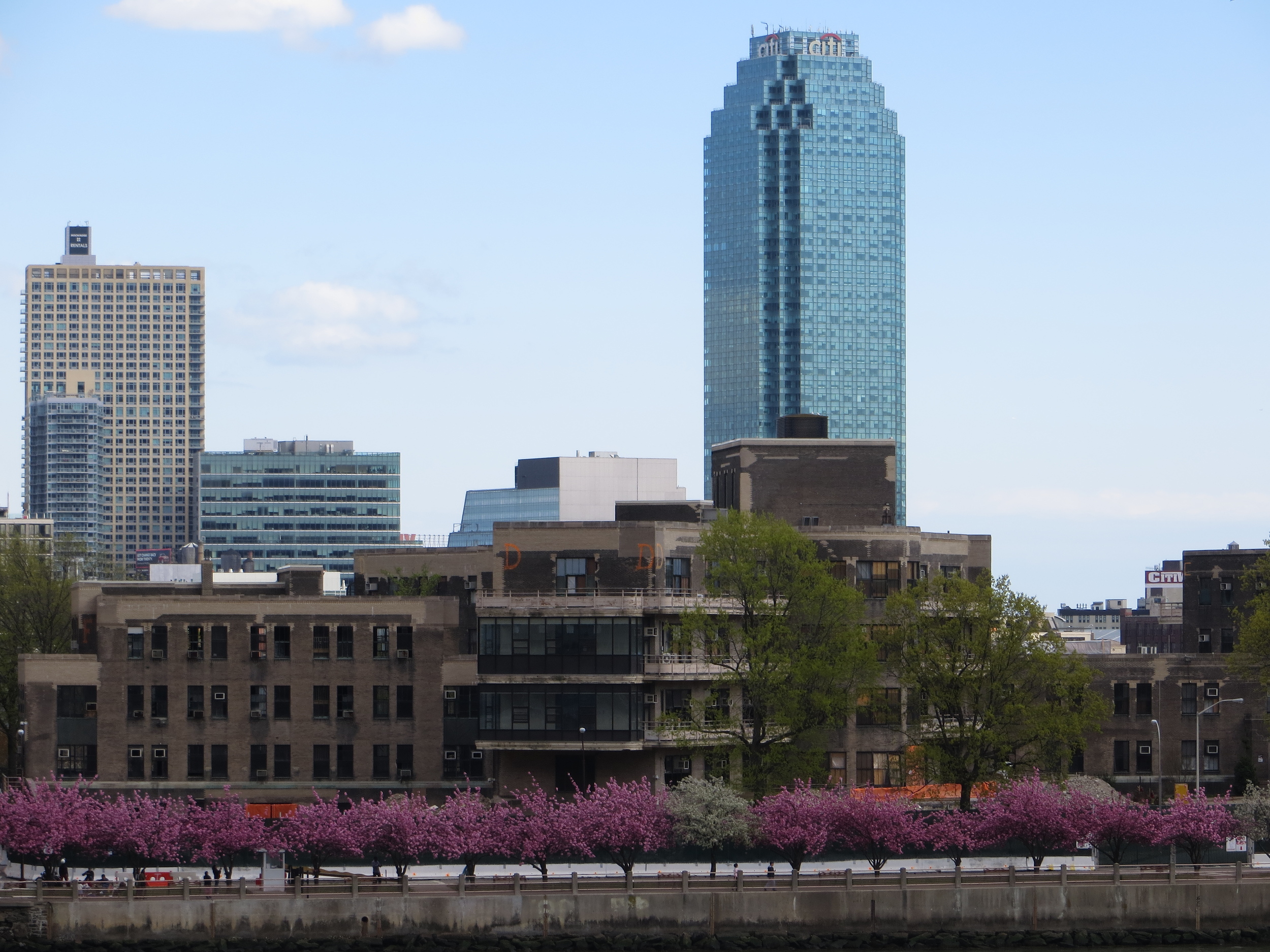 Cherry trees on Roosevelt Island