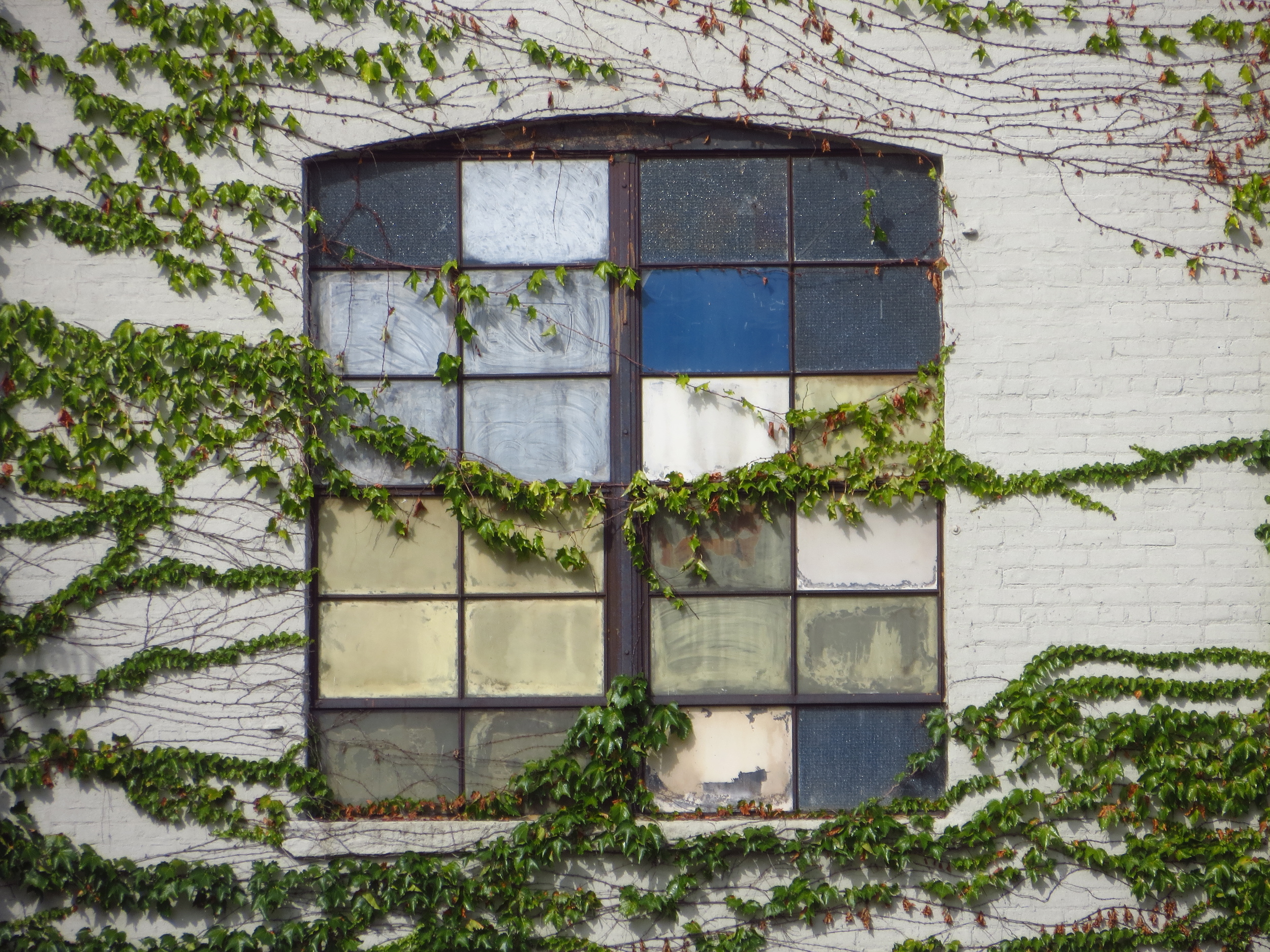 Vine-covered window