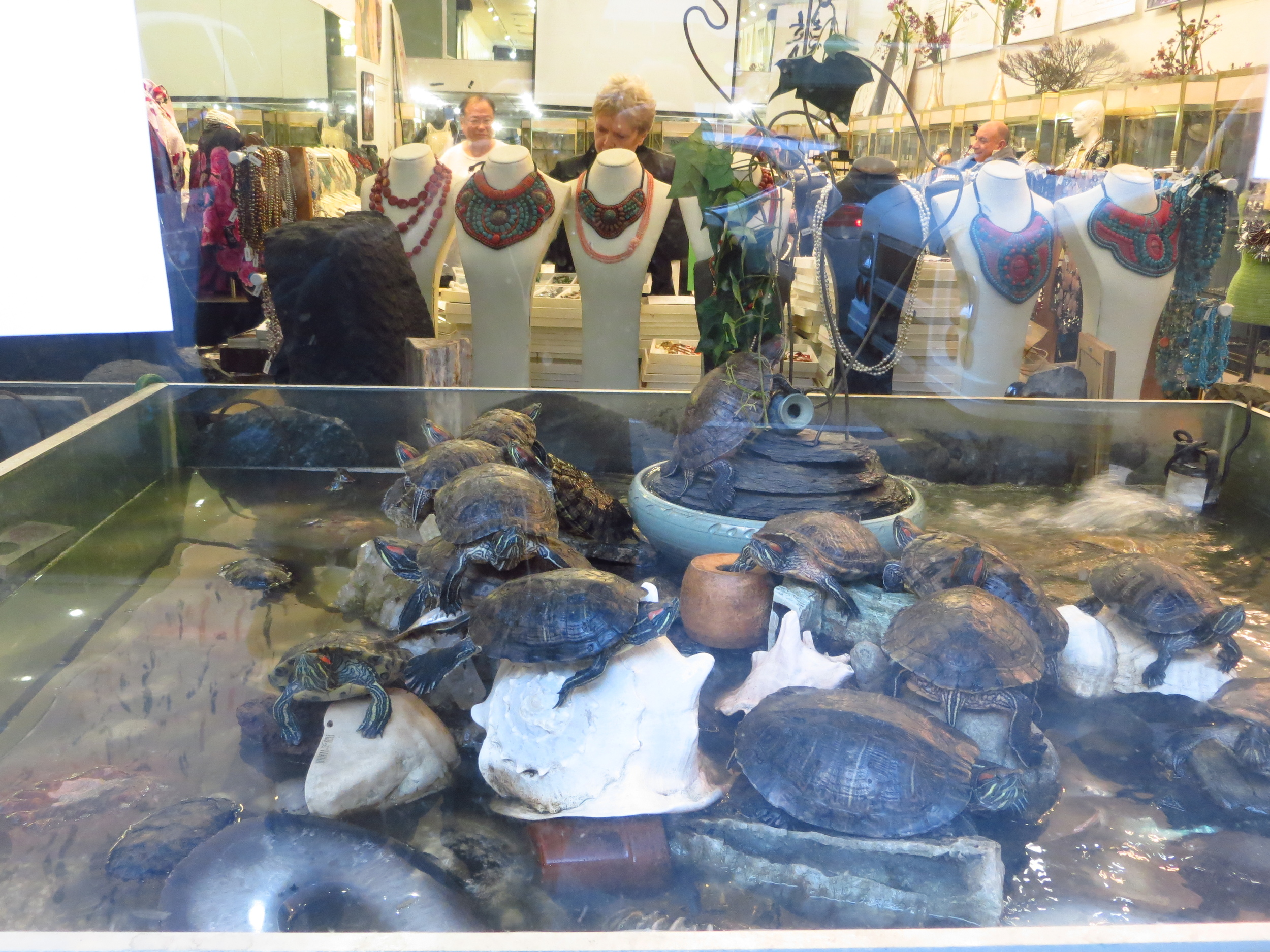 There's a cool story behind the turtles at this pearl store