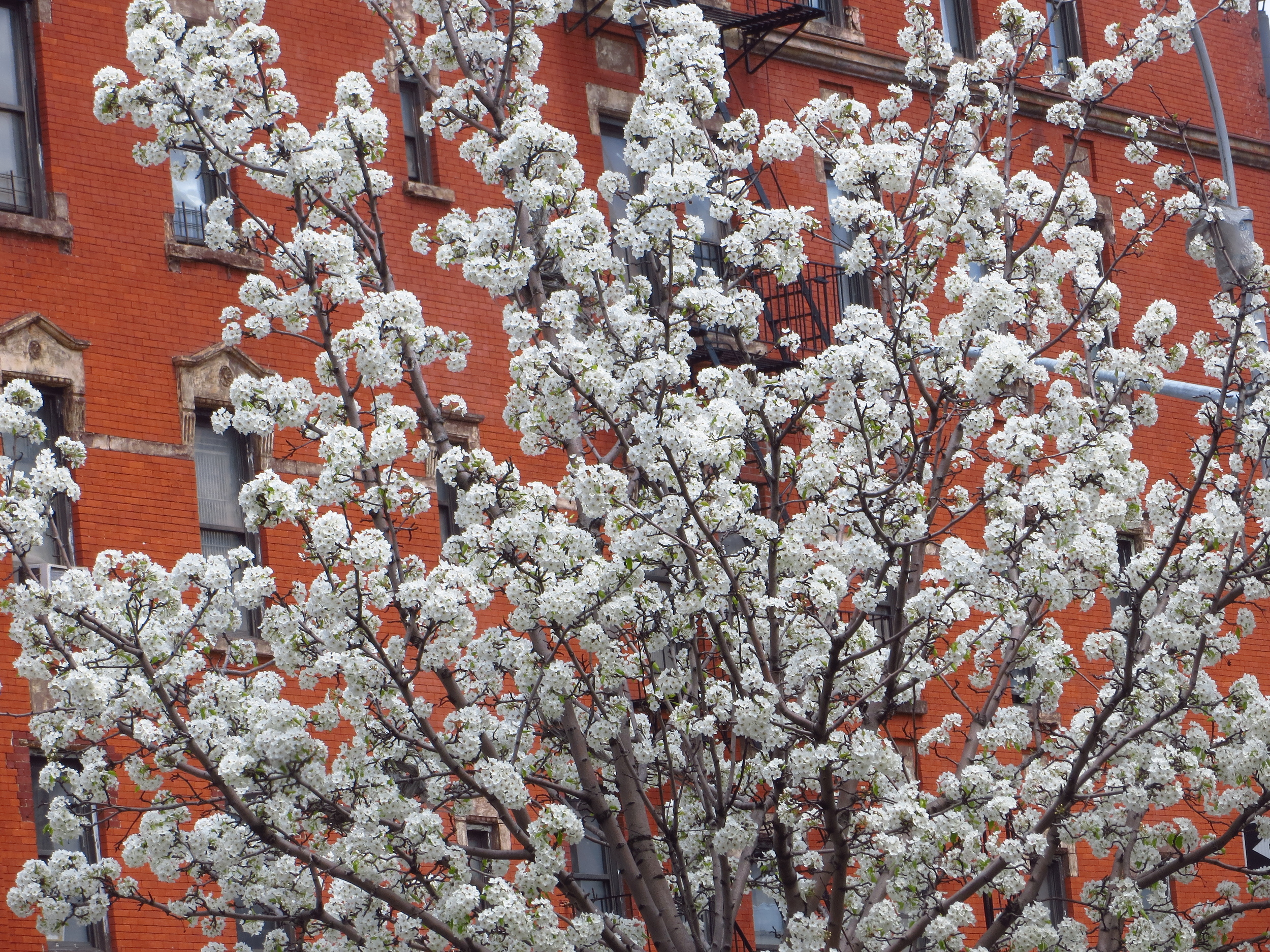 Flowering tree