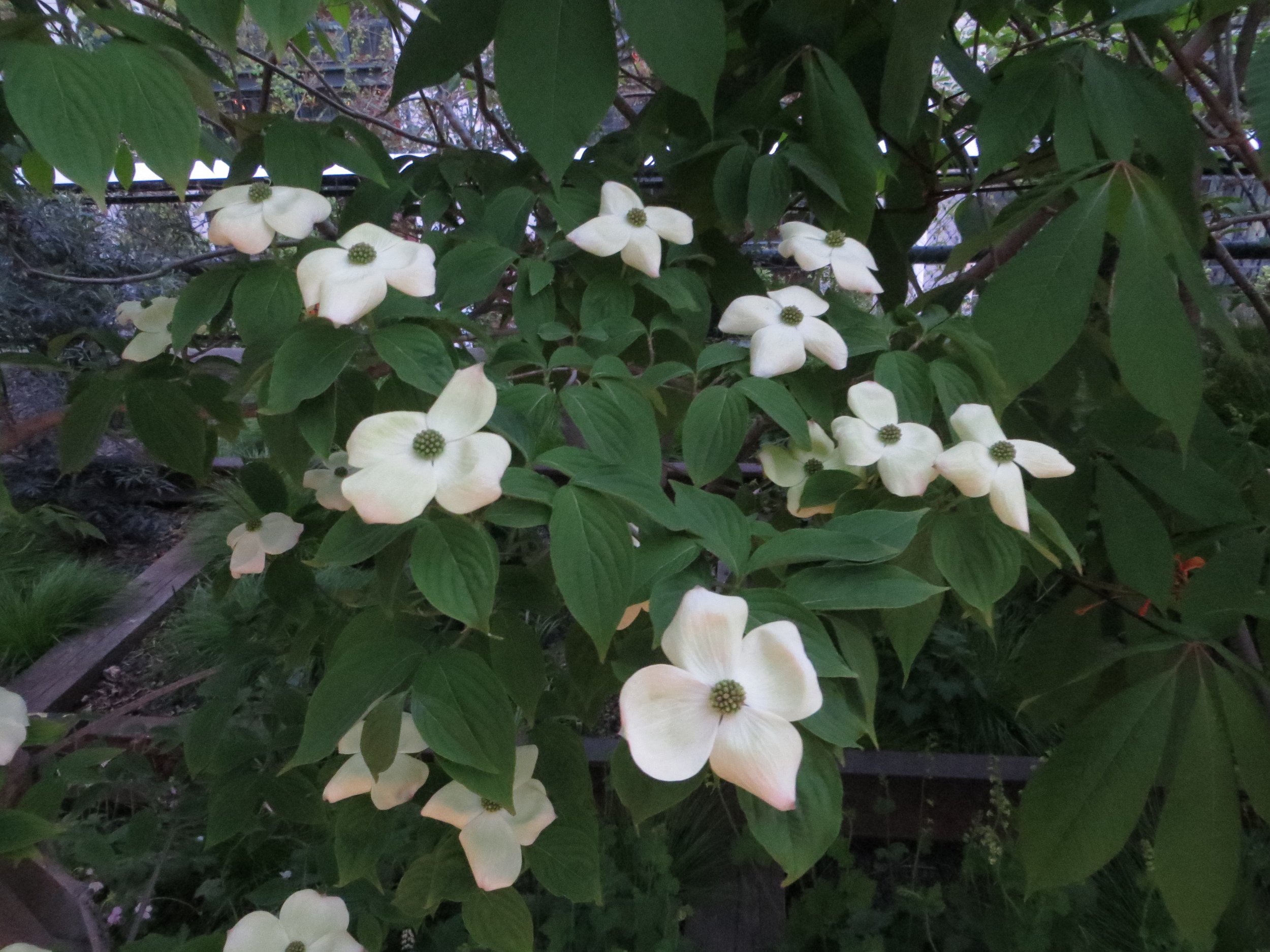 More Dogwood Flowers