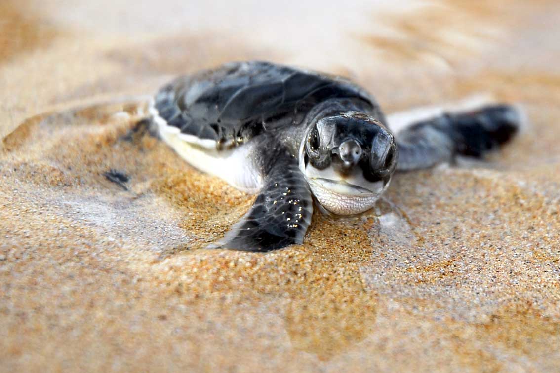 Turtle-hatchling.jpg