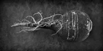 Black-Radish-6616_v2.jpg