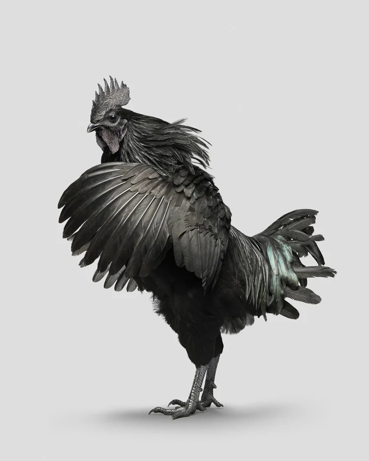 Ayam_Rooster_01.jpg