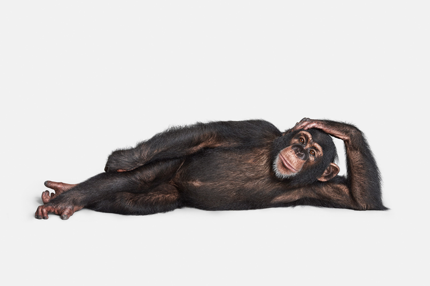 Chimp_02_web.jpg