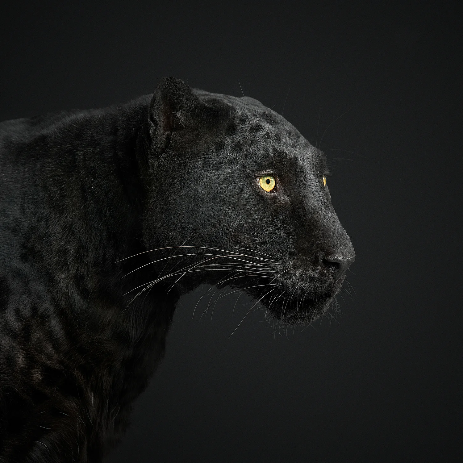 Black_Leopard_01_VF.jpg