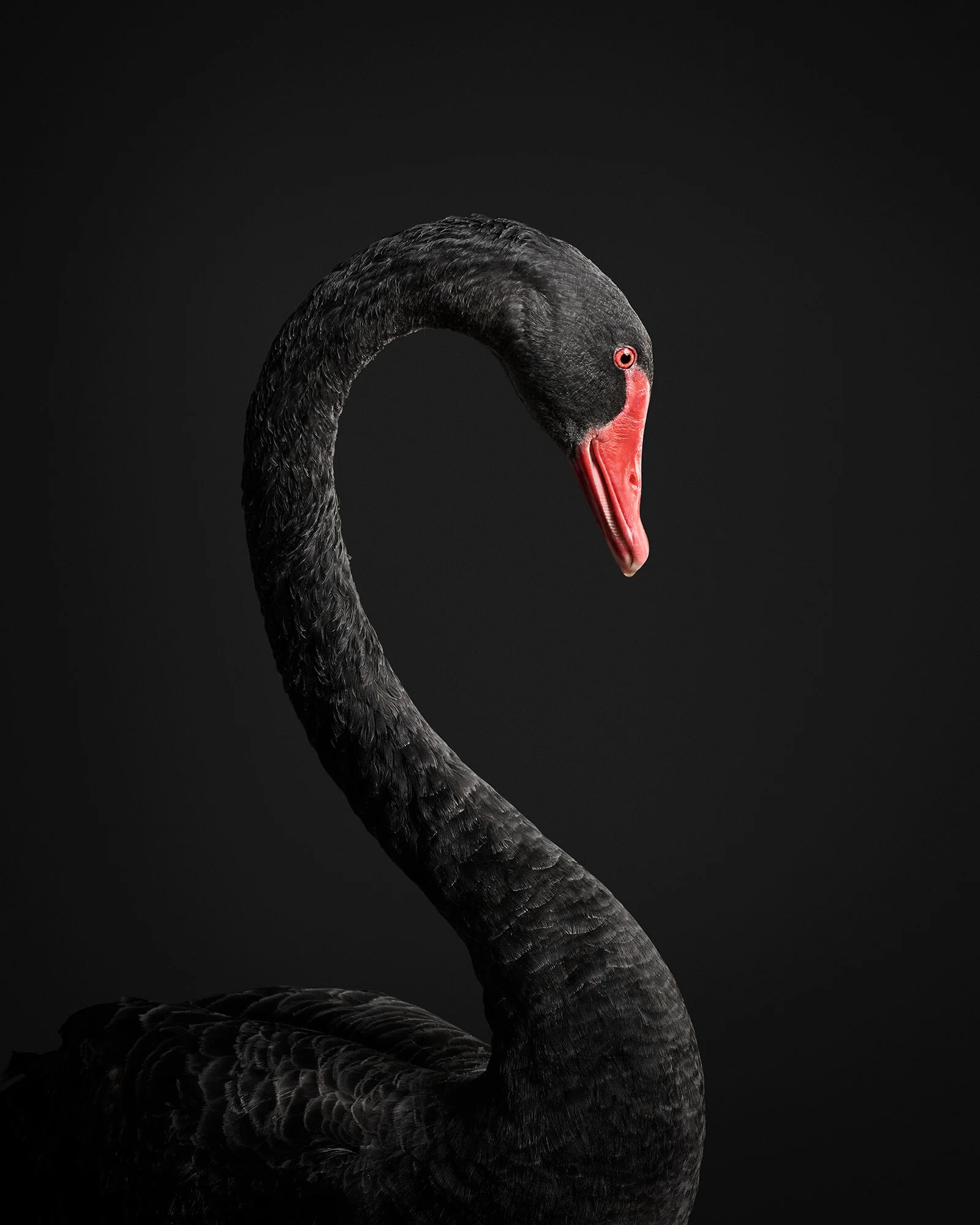 randal ford's black swan: the devastation and beauty of COVID19