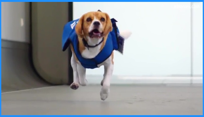 23a screenshots-KLM Lost and Found Dog 1 AWW.jpg