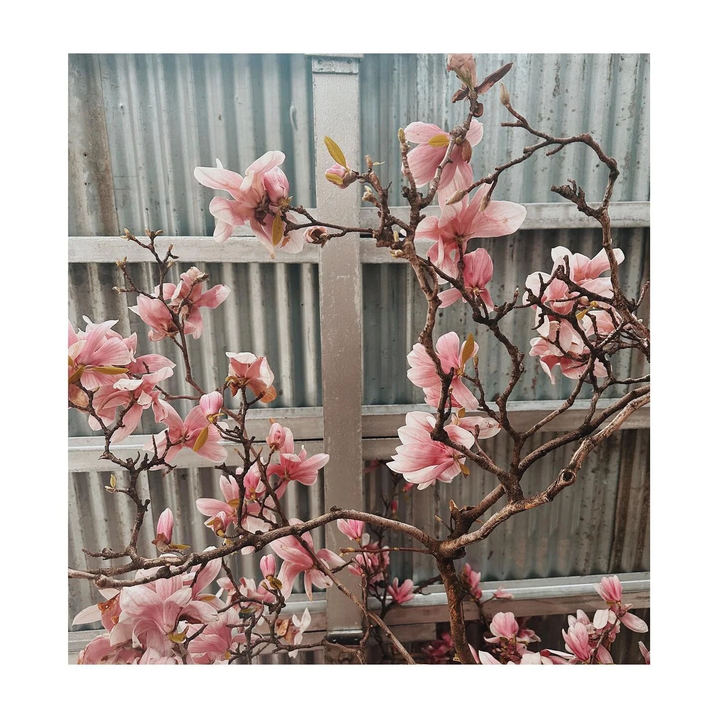 The persistence of spring in NYC gets me every damn year 🌸