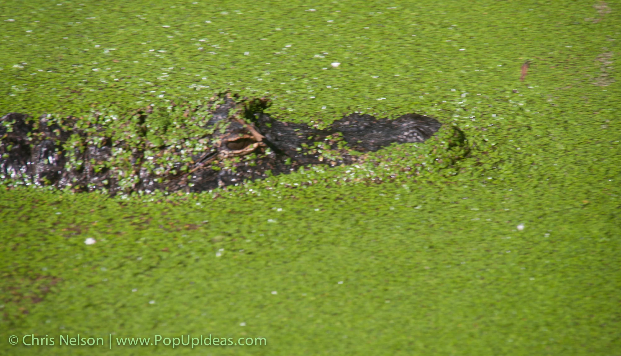 PopUpIdeas - Jacksonville Zoo (3 of 20).jpg