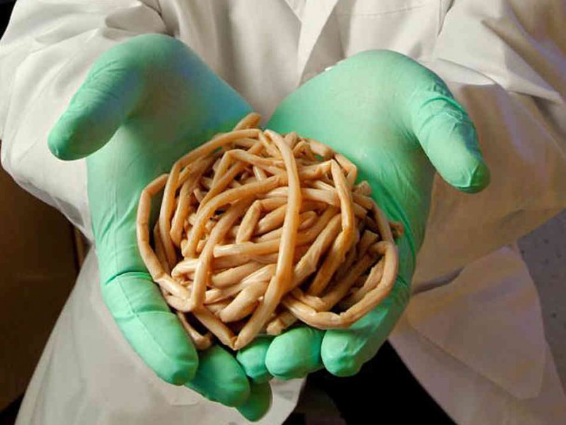 10. Tape worm Image.jpg