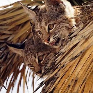 Shhhh- we're hunting for bear meat. #GOCATSGO #RAWR #CATGRIZ #MT #themontanacamp #MTinLA