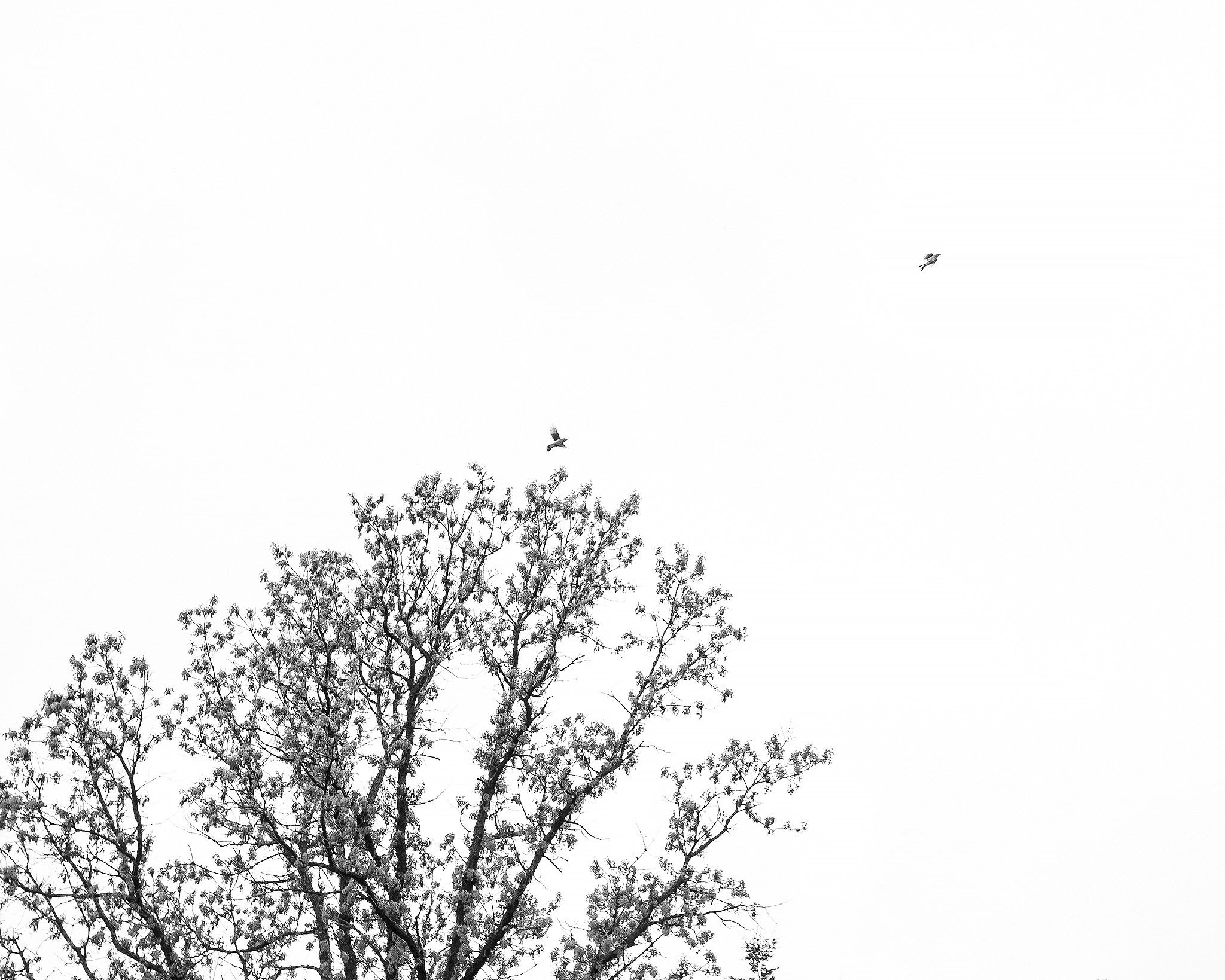 Free