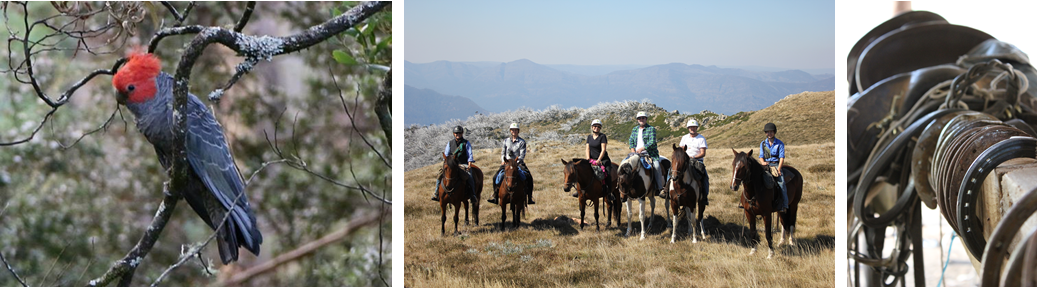 high country mt stirling.png