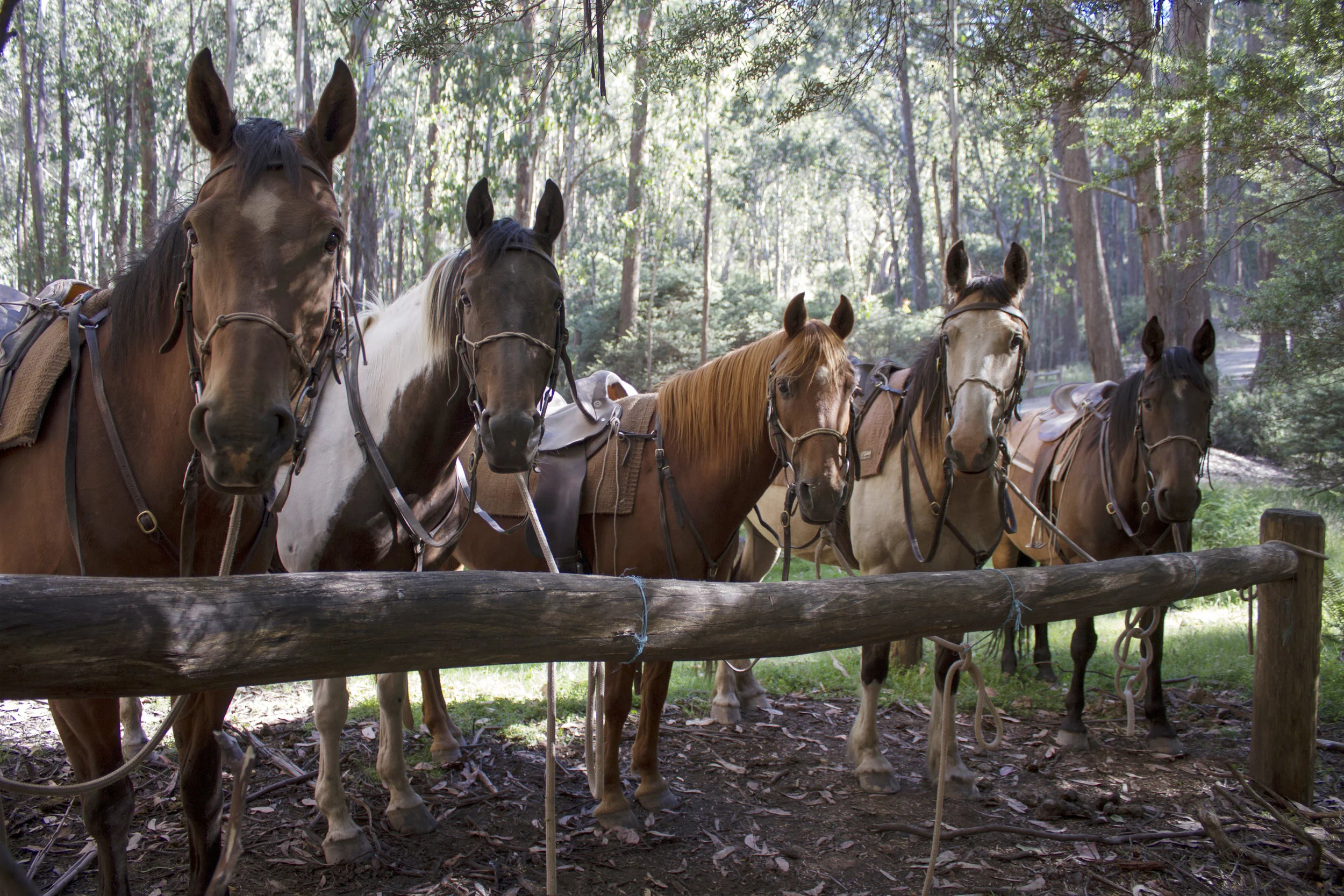 saddled and ready.jpg