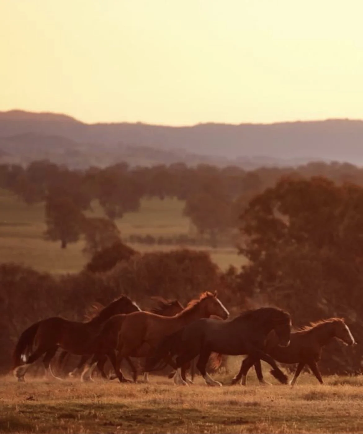 Swamp's North East look about trek - 1 saddle available