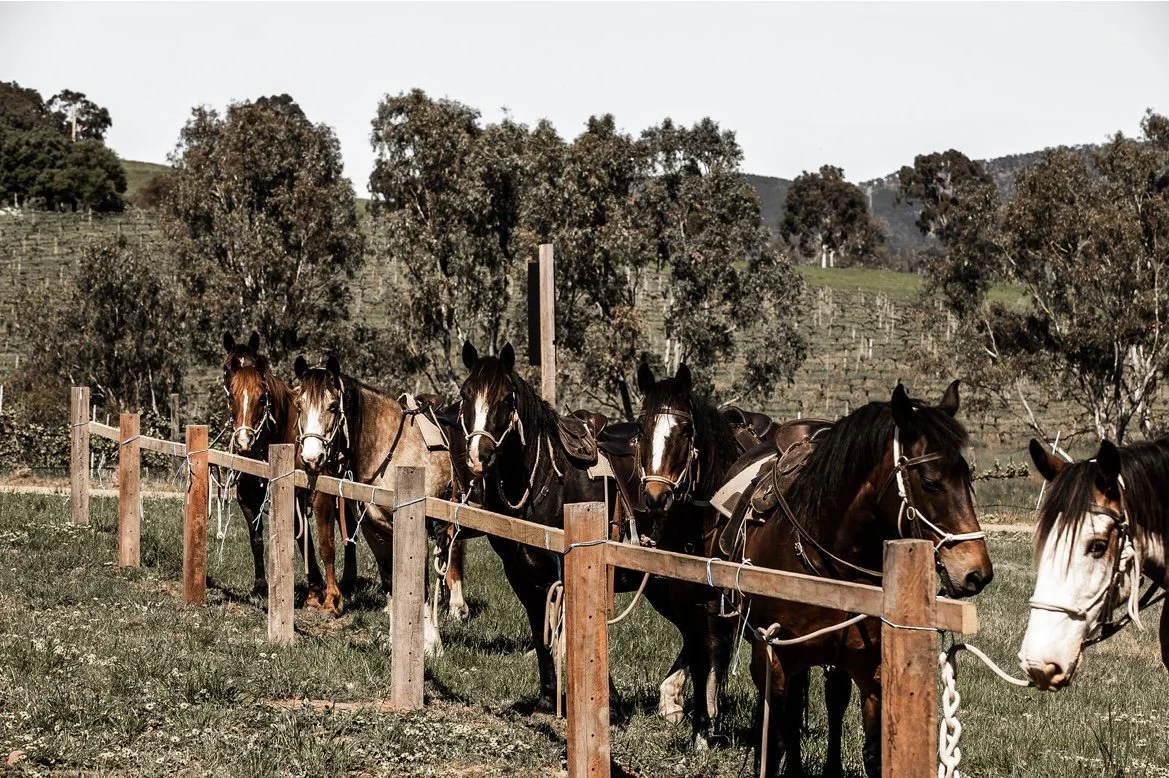 Ride~Dine~Wine at the Delatite Winery - Fully Booked!