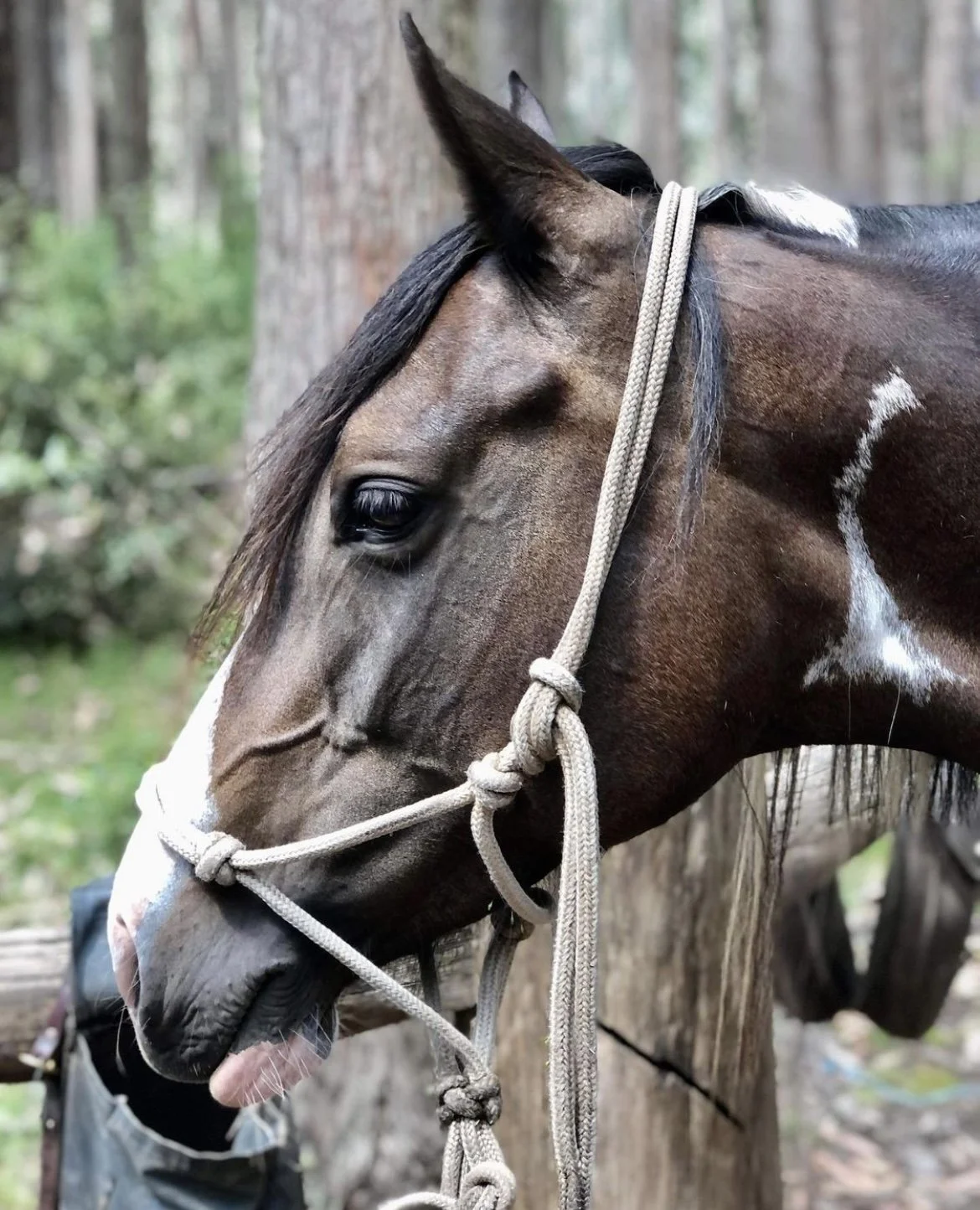 4 day Craig's Hut and High country- 2 saddles now available!