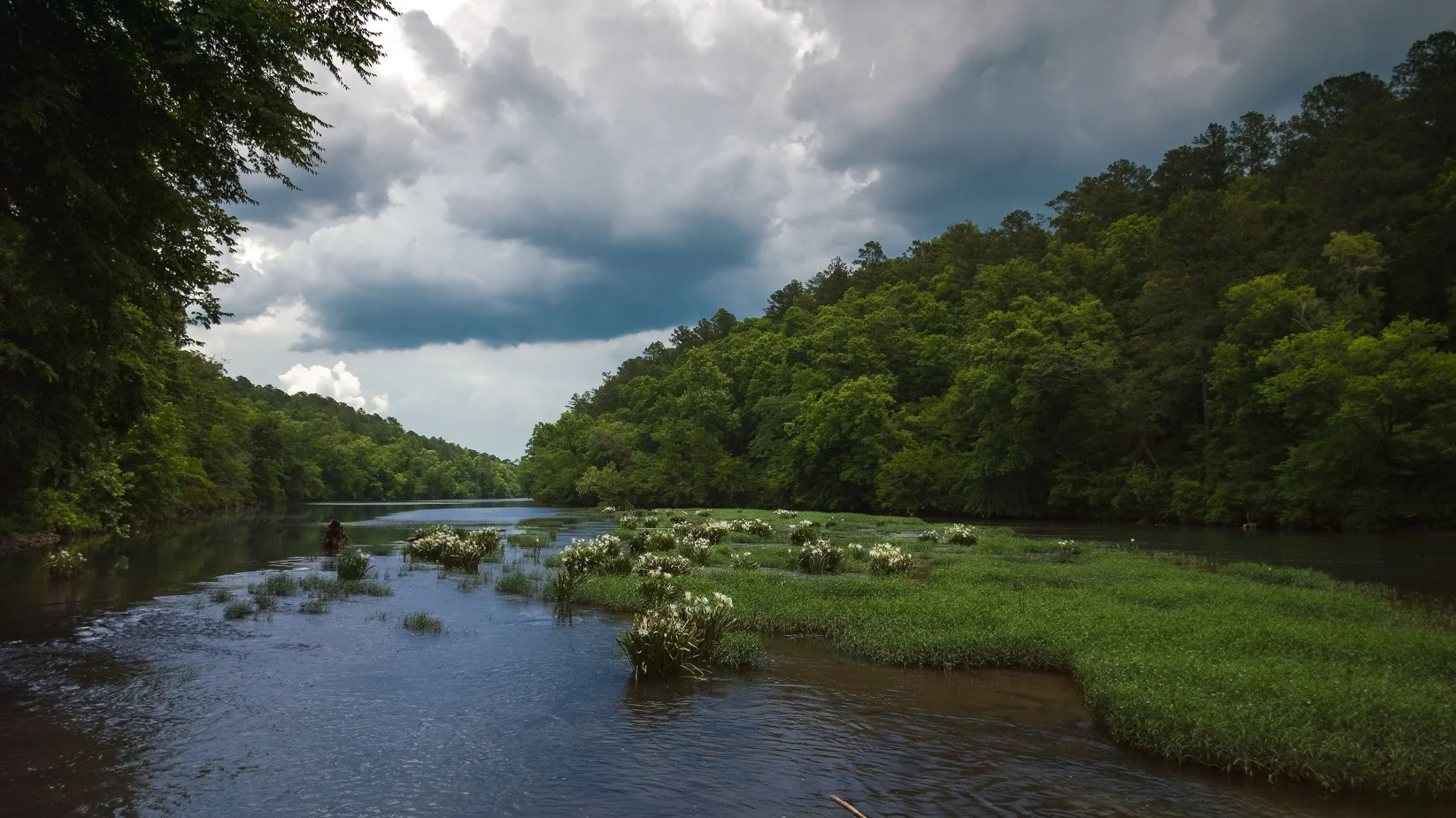 Cahaba Lillies blooming along the shoals in the NWR