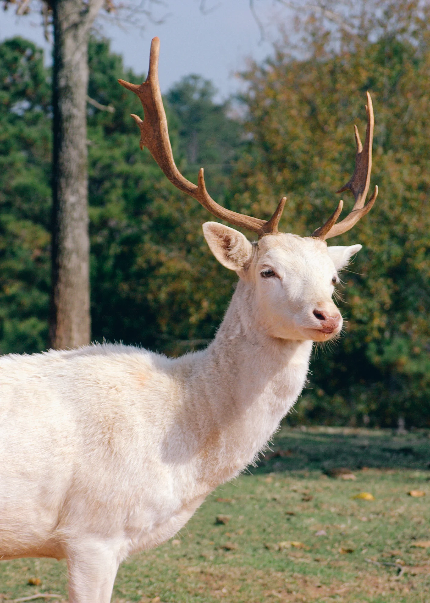 White Deer.jpg