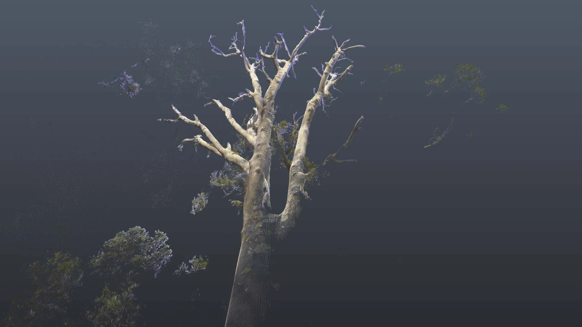 Kauri_Dead tree 3.jpg