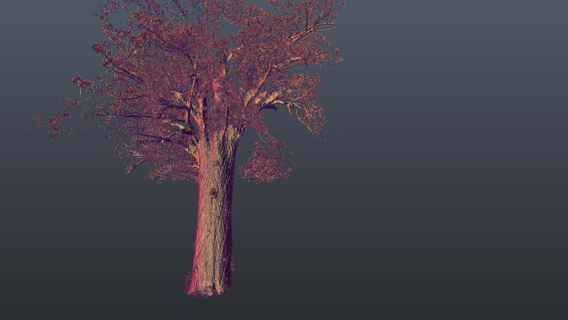 Kauri_Rotate 2.jpg