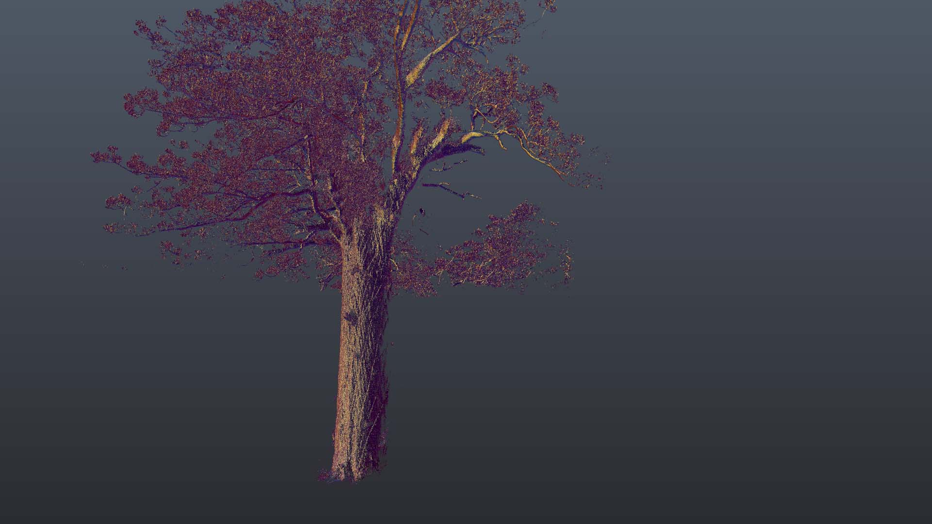 Kauri_Rotate 3.jpg