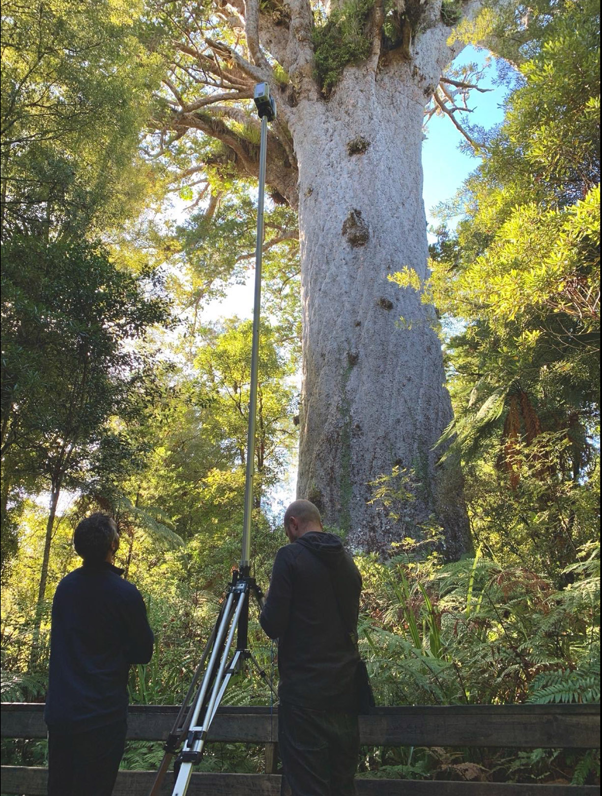 Kauri BHS.007_sml.jpg