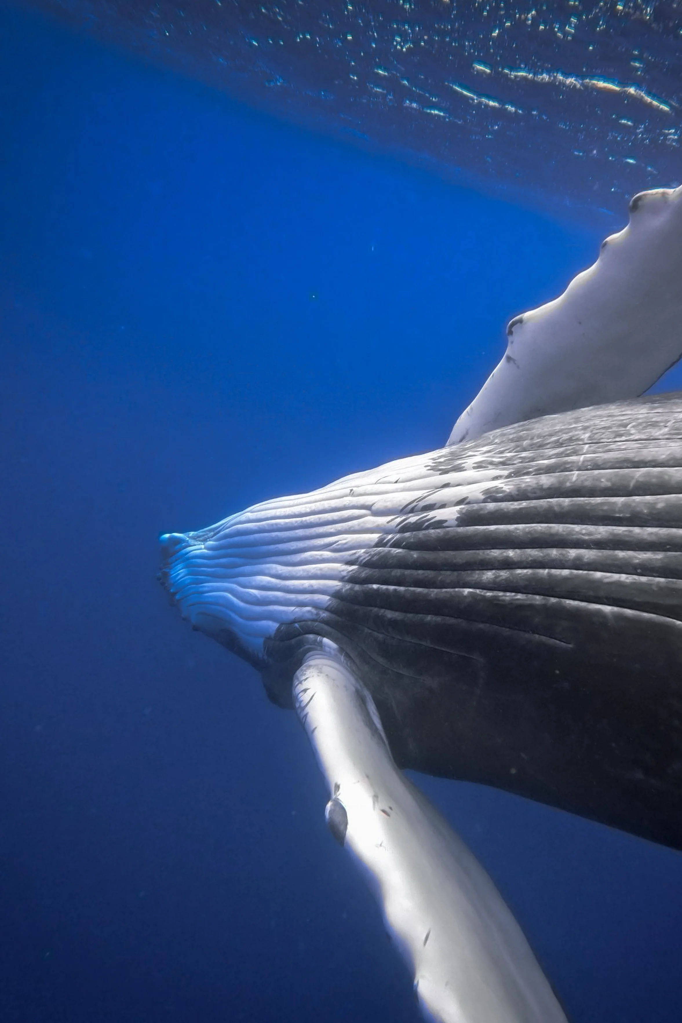 whale.jpg
