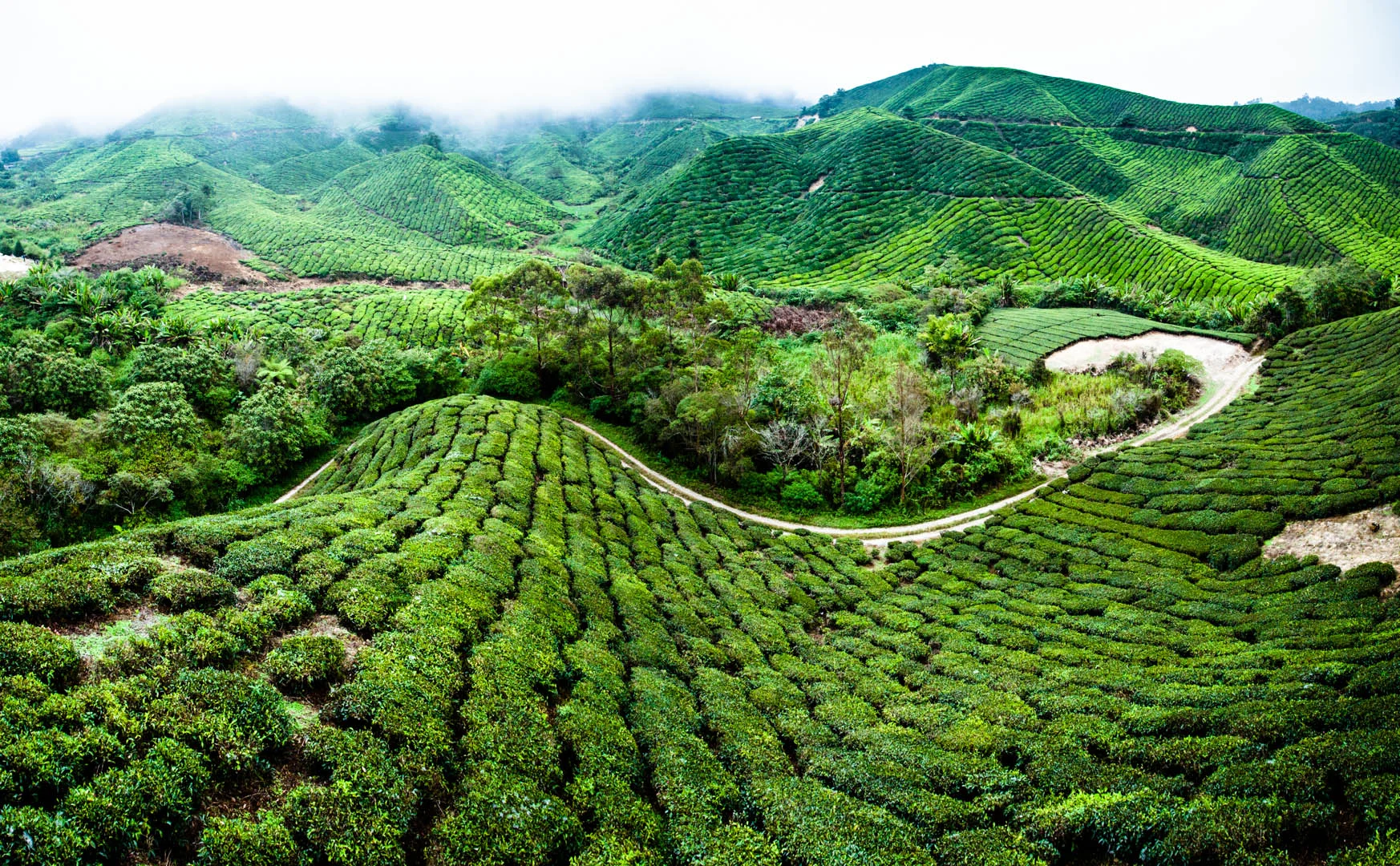BOH Tea plantation