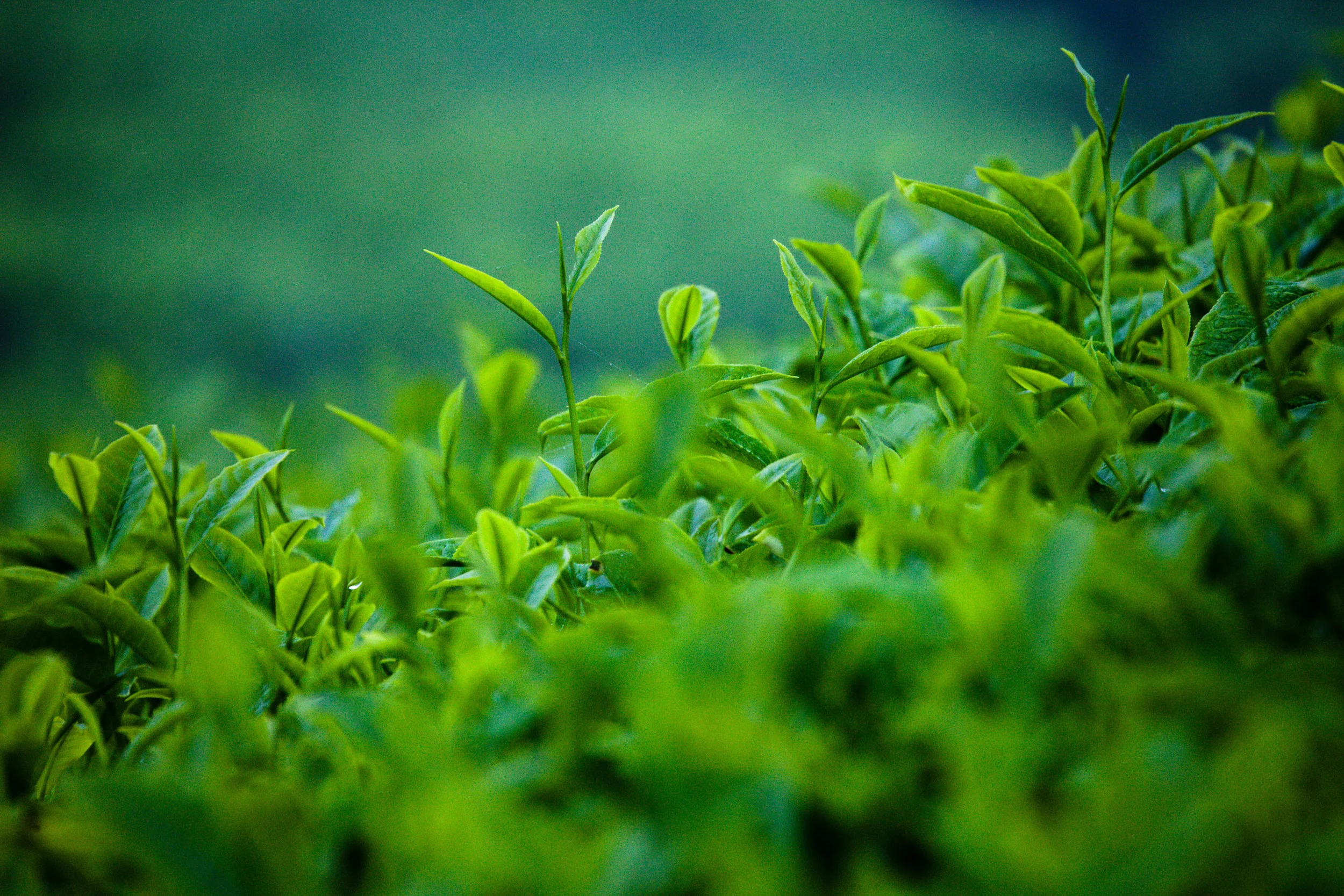 Tea Paradise - Cameron Highlands