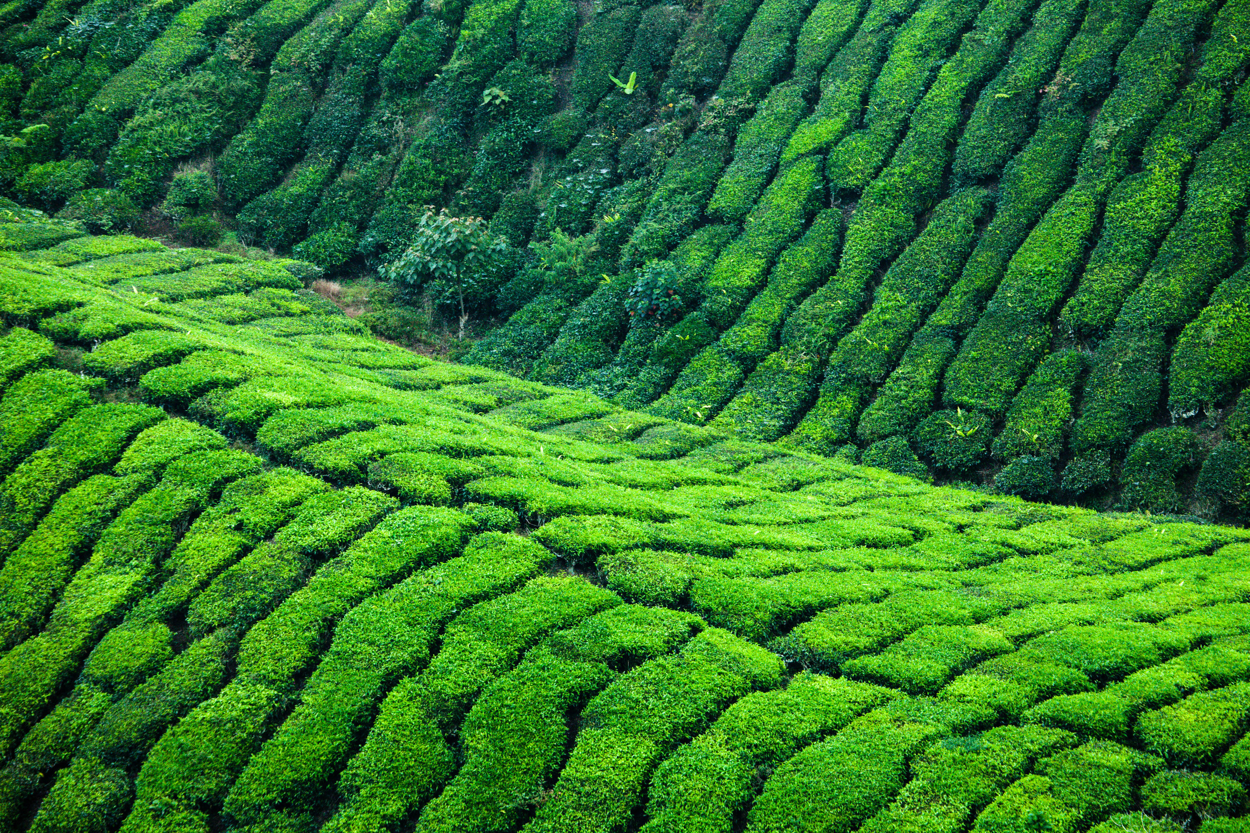 El paraíso del té - Cameron Highlands