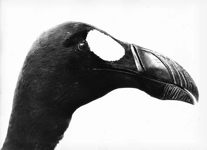 Fotografia a Preto e Branco I