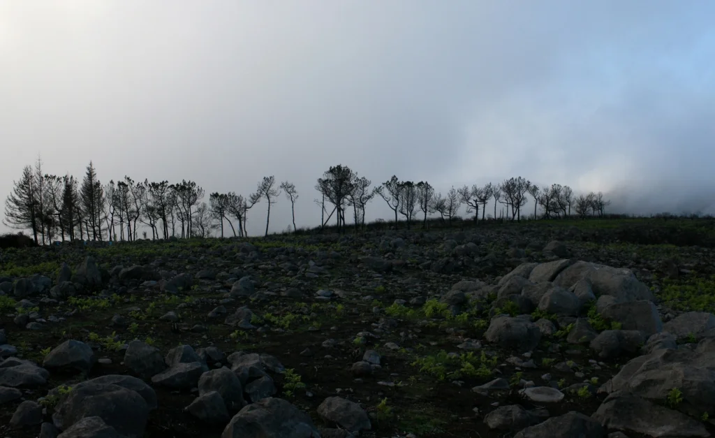 PAISAGEM