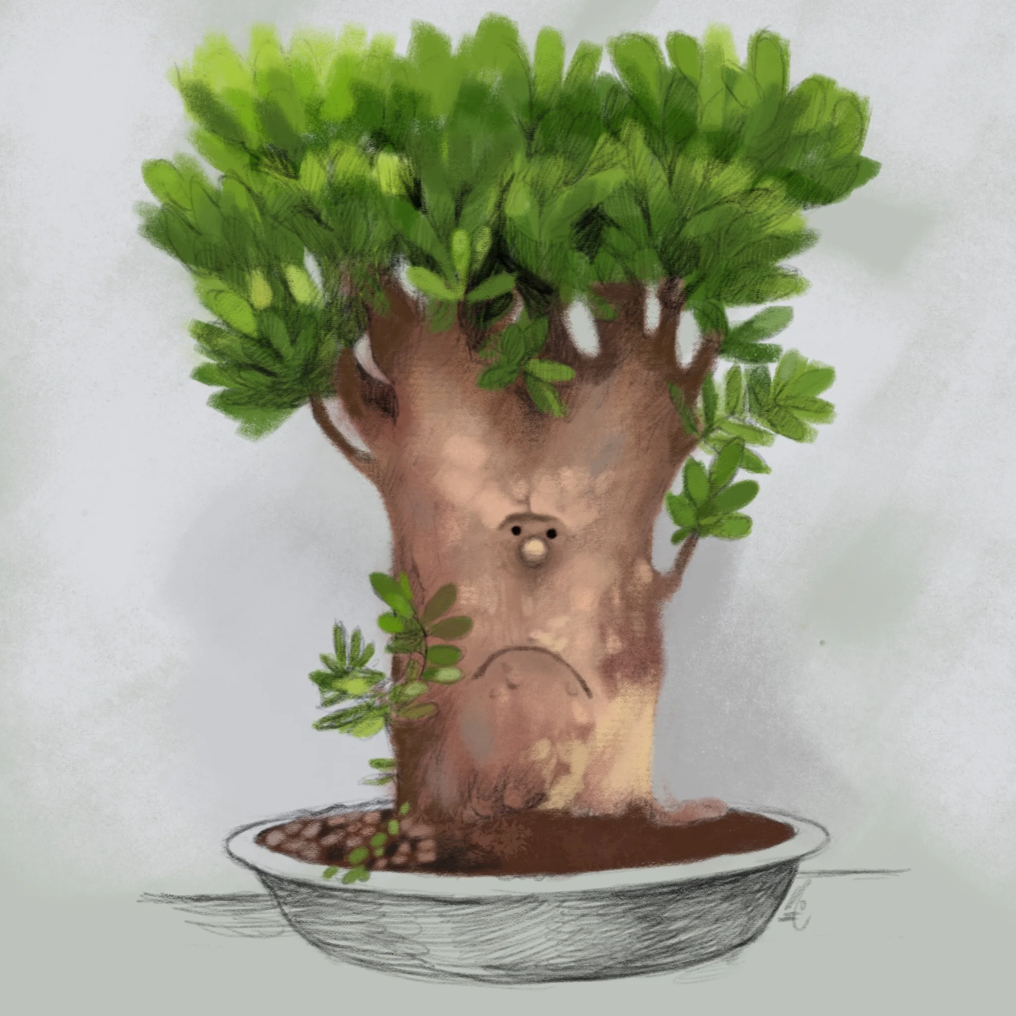 bonsai4 (1).jpg