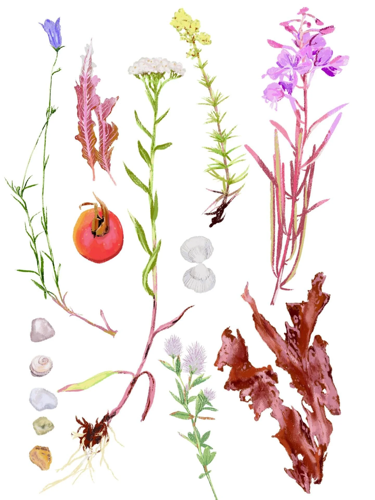 My Little Mermaid book is all about nature and celebrating the quiet beauty of the Danish sea. I&rsquo;ve always loved the Danish coastline, and I&rsquo;ve been drawing inspiration from it for years.

Here are a few of the things I've sketched and co