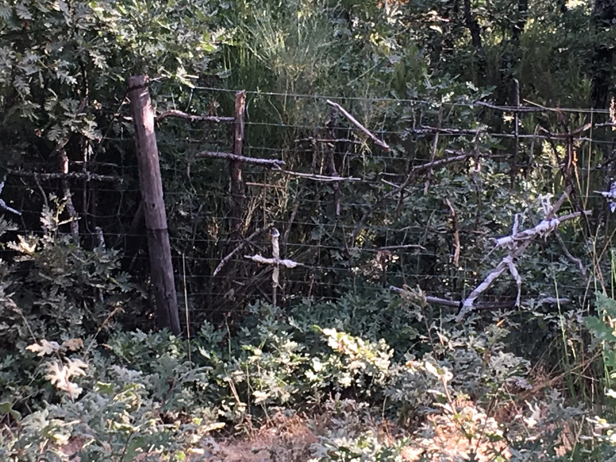 Two twigs turned just right send a message. 