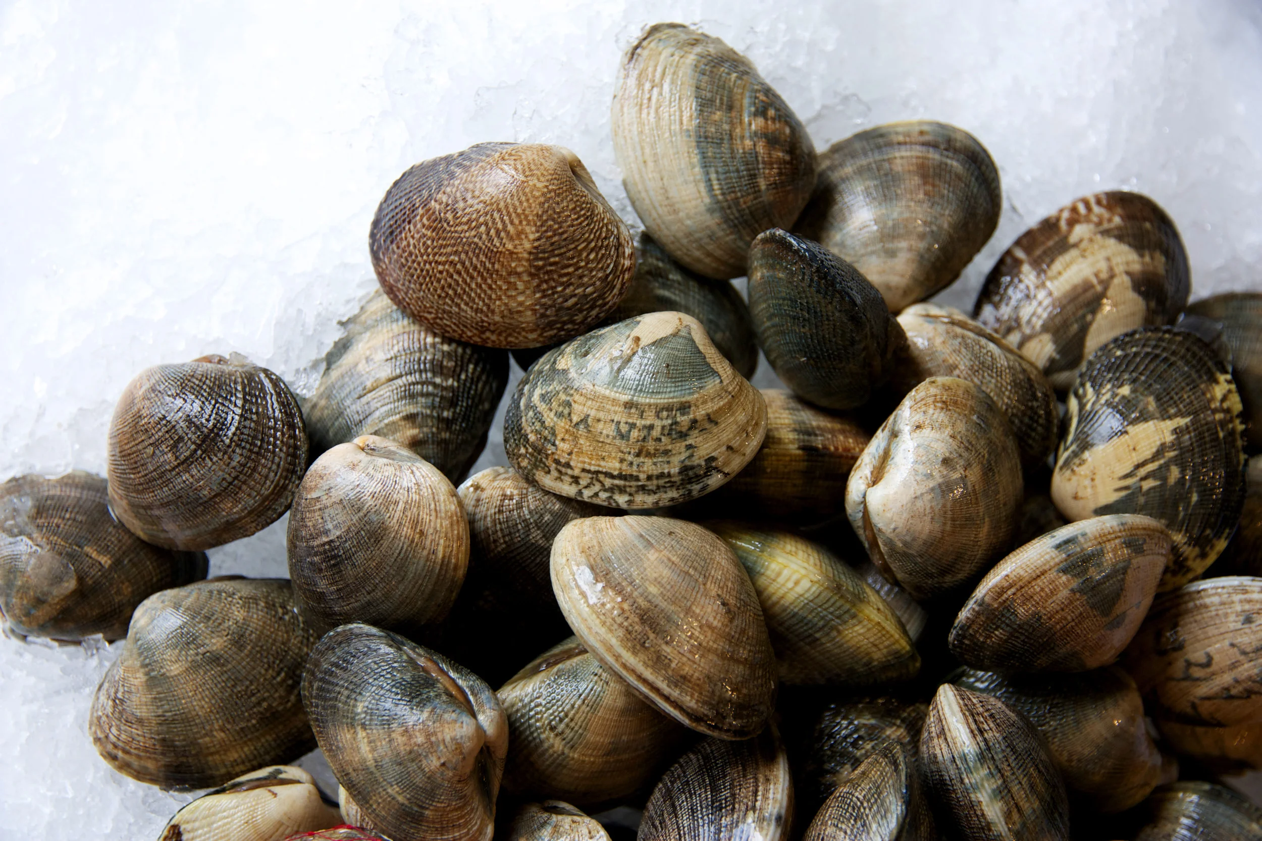 Pangea Shellfish Manila Clams.jpg