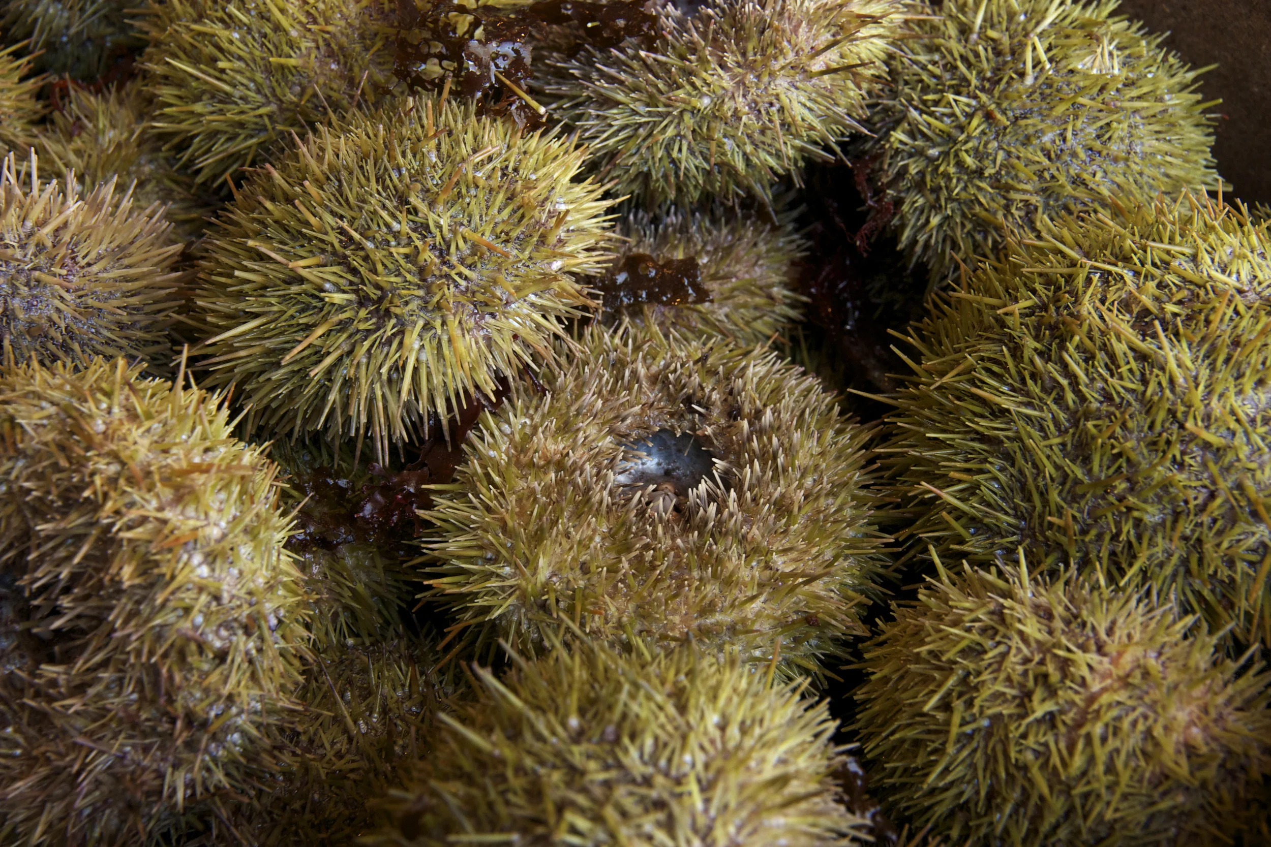 Pangea Shellfish Sea Urchin.jpg