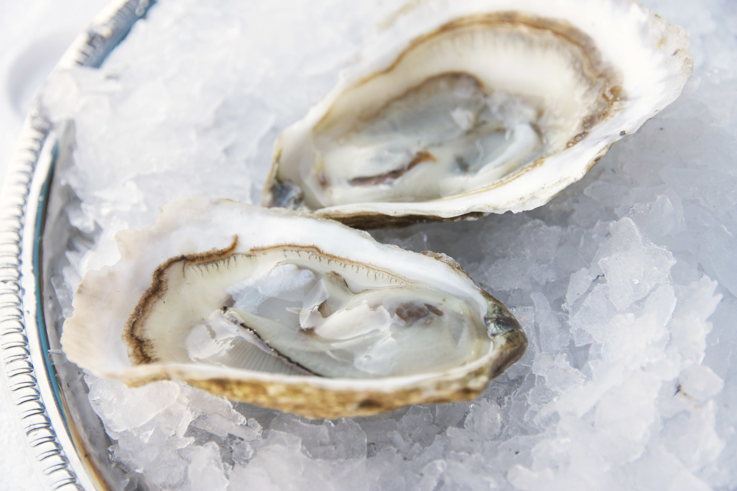 Pangea Shellfish Rock Harbor 2.jpg