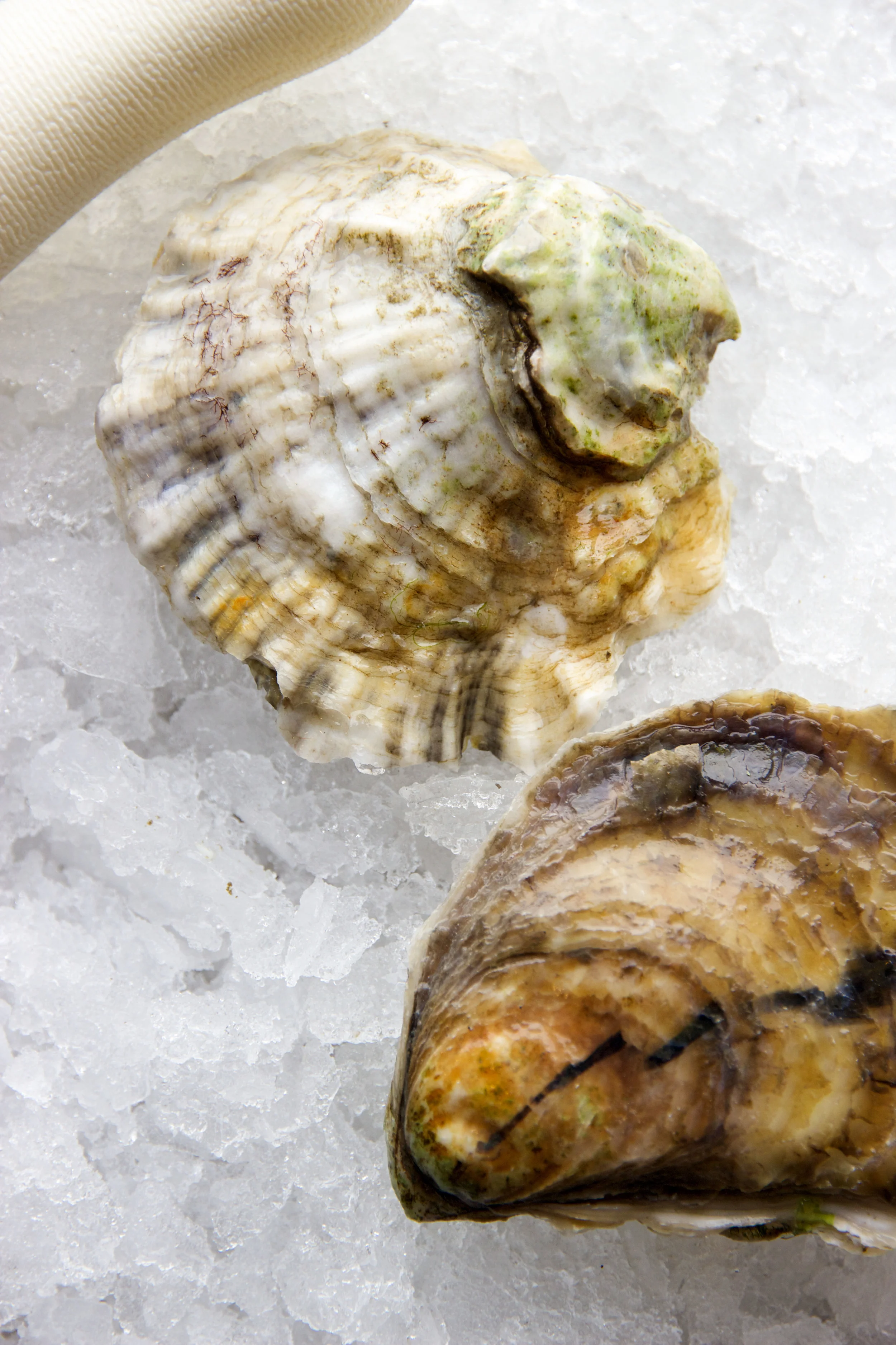 Rocky Nook Shell.jpg