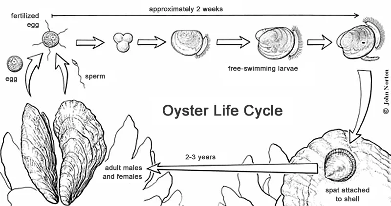 A great summary of the oyster life cycle. Farmed oysters spend most of their pre-seed lives in hatcheries and then move to farms for growout.