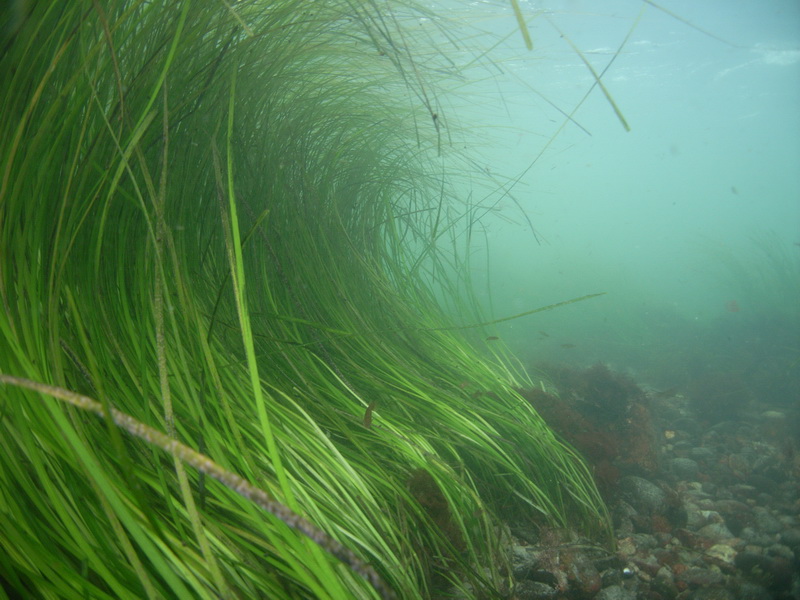Photo via NOAA