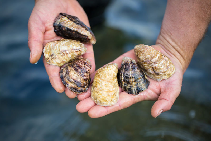 Capital Oysters Oysterology Online — Pangea Shellfish Company