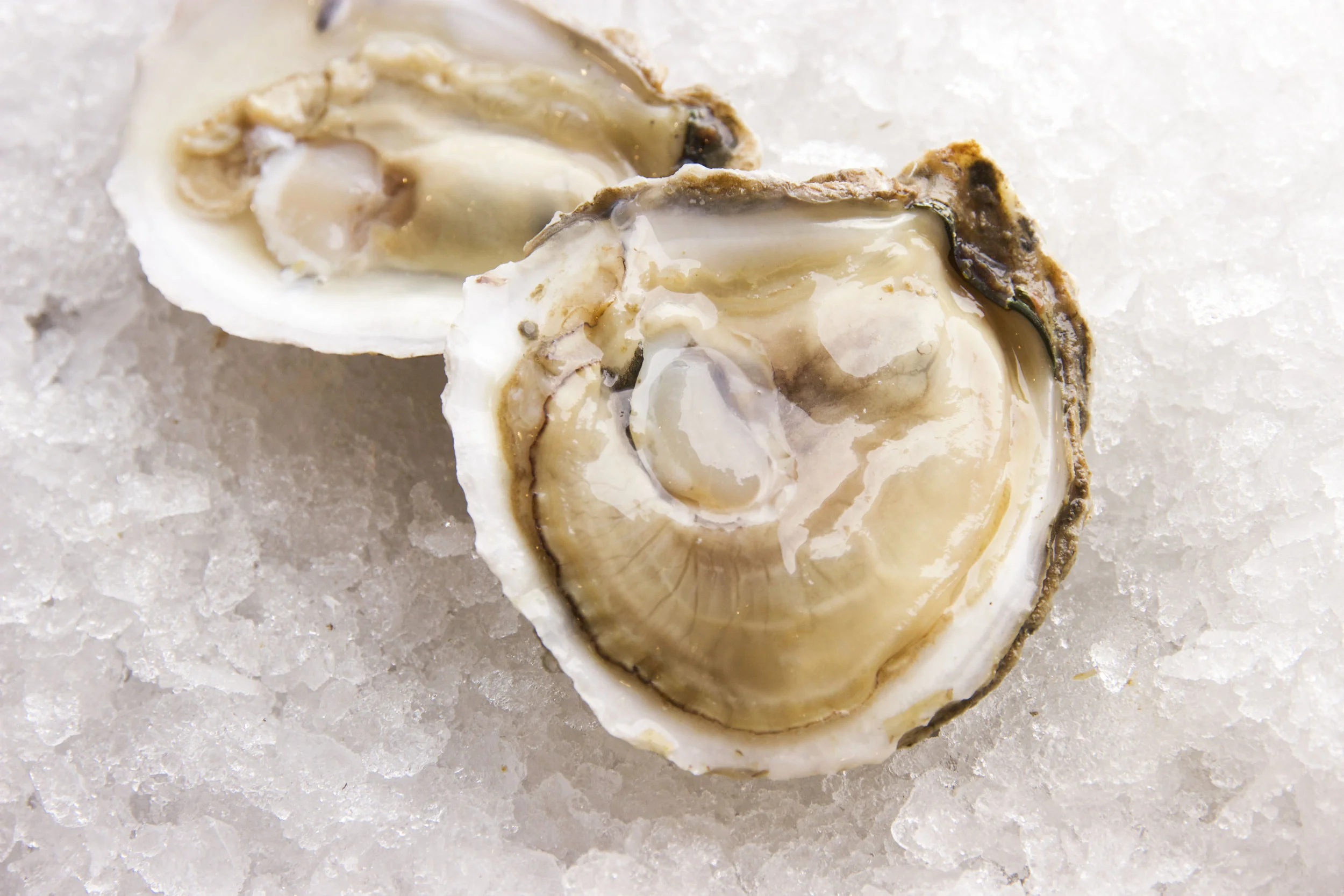 jAMES rIVER oYSTERS