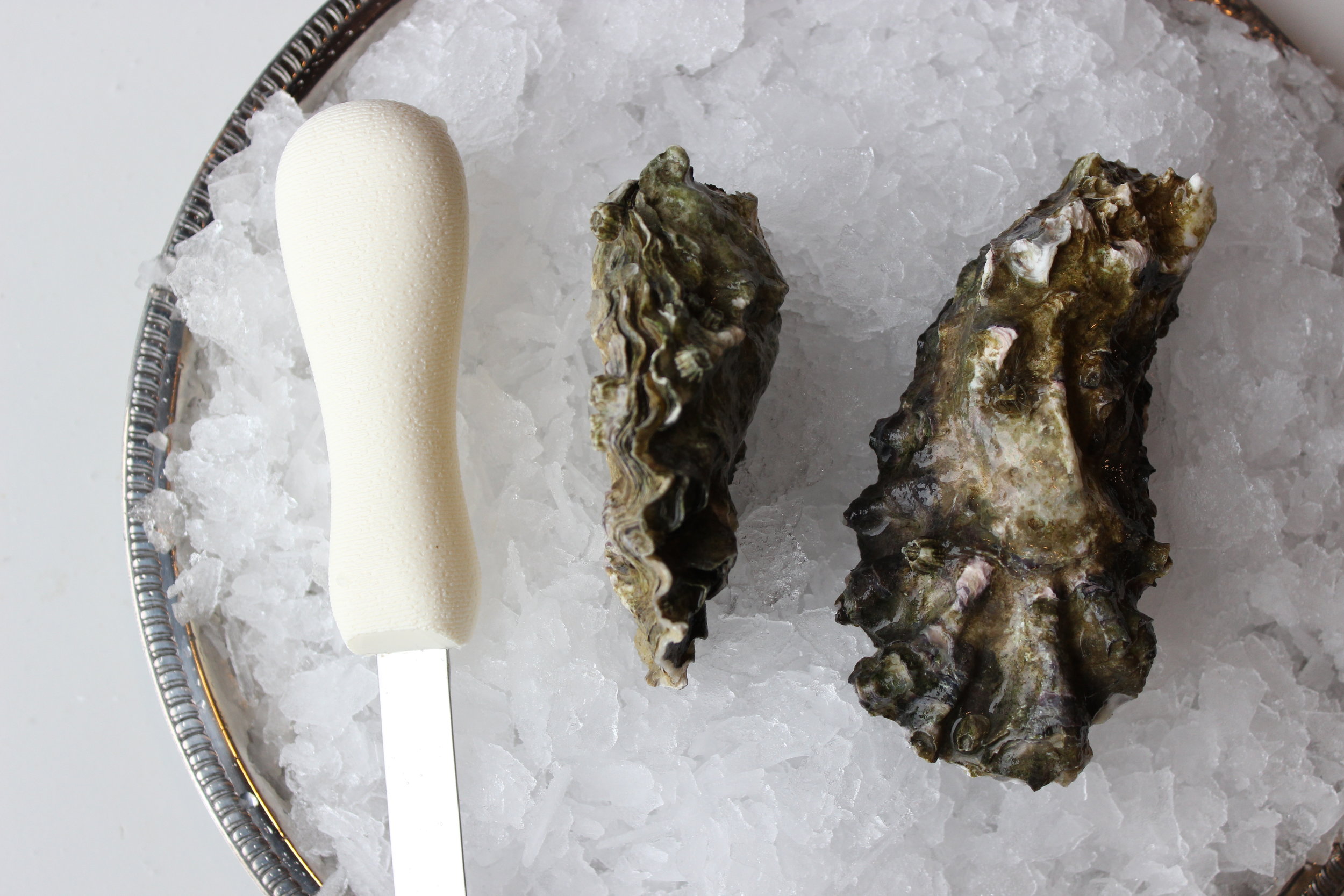 Dabob Bay Oyster Oysterology Online — Pangea Shellfish Company