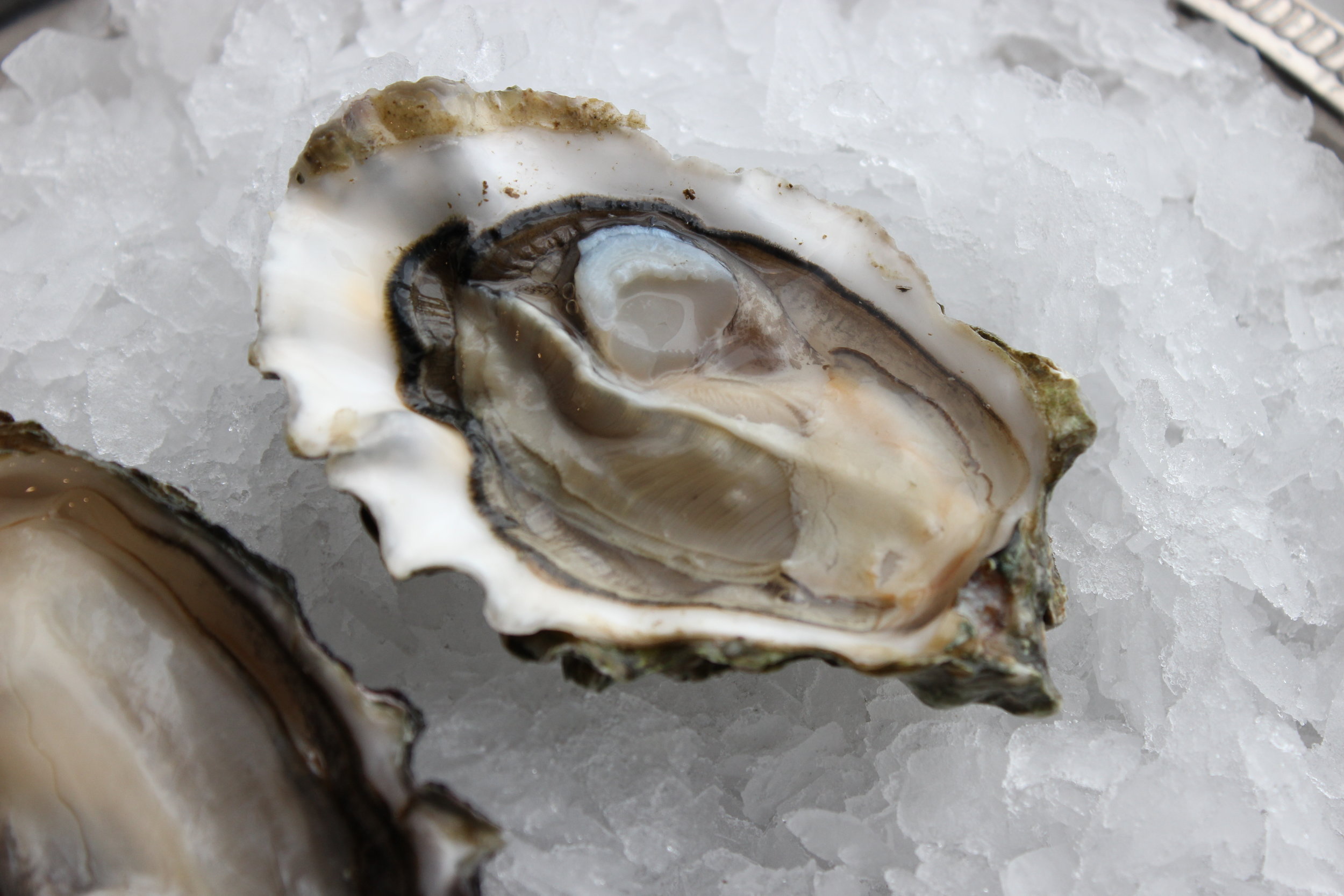 Dabob Bay Oyster Oysterology Online — Pangea Shellfish Company